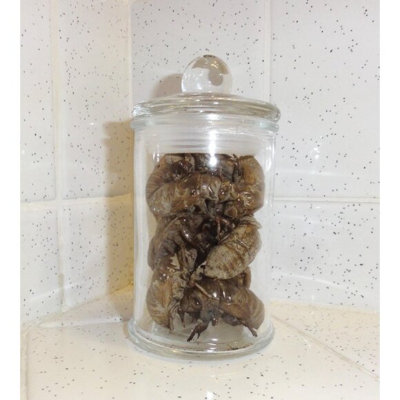 Glass Apothecary Oddity Jar with 13 Large Cicada Skins curiosity witchy goth - Picture 3 of 12